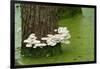 Mushroom Growth on Swamp Tree-Gary Carter-Framed Photographic Print