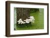 Mushroom Growth on Swamp Tree-Gary Carter-Framed Photographic Print