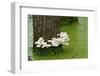 Mushroom Growth on Swamp Tree-Gary Carter-Framed Photographic Print