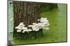 Mushroom Growth on Swamp Tree-Gary Carter-Mounted Photographic Print