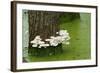 Mushroom Growth on Swamp Tree-Gary Carter-Framed Photographic Print