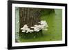 Mushroom Growth on Swamp Tree-Gary Carter-Framed Photographic Print