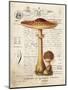 Mushroom I-Gwendolyn Babbitt-Mounted Art Print