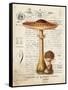 Mushroom I-Gwendolyn Babbitt-Framed Stretched Canvas