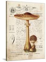 Mushroom I-Gwendolyn Babbitt-Stretched Canvas