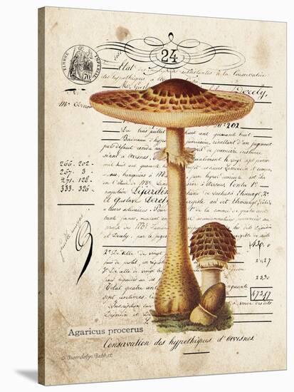 Mushroom I-Gwendolyn Babbitt-Stretched Canvas