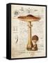 Mushroom I-Gwendolyn Babbitt-Framed Stretched Canvas