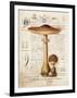 Mushroom I-Gwendolyn Babbitt-Framed Art Print