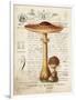 Mushroom I-Gwendolyn Babbitt-Framed Art Print