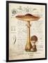 Mushroom I-Gwendolyn Babbitt-Framed Art Print