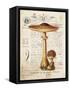 Mushroom I-Gwendolyn Babbitt-Framed Stretched Canvas