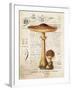 Mushroom I-Gwendolyn Babbitt-Framed Art Print