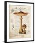 Mushroom I-Gwendolyn Babbitt-Framed Art Print