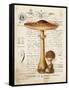 Mushroom I-Gwendolyn Babbitt-Framed Stretched Canvas