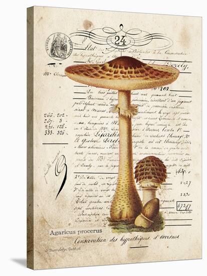 Mushroom I-Gwendolyn Babbitt-Stretched Canvas