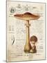 Mushroom I-Gwendolyn Babbitt-Mounted Art Print