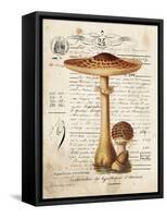 Mushroom I-Gwendolyn Babbitt-Framed Stretched Canvas