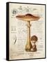 Mushroom I-Gwendolyn Babbitt-Framed Stretched Canvas