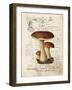 Mushroom II-Gwendolyn Babbitt-Framed Art Print