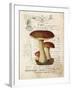 Mushroom II-Gwendolyn Babbitt-Framed Art Print