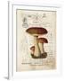 Mushroom II-Gwendolyn Babbitt-Framed Art Print