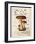 Mushroom II-Gwendolyn Babbitt-Framed Art Print