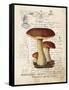 Mushroom II-Gwendolyn Babbitt-Framed Stretched Canvas