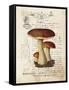 Mushroom II-Gwendolyn Babbitt-Framed Stretched Canvas