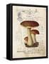 Mushroom II-Gwendolyn Babbitt-Framed Stretched Canvas