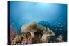 Mushroom Soft Corals (Sarcophyton), Raja Ampat, West Papua, Indonesia-Reinhard Dirscherl-Stretched Canvas