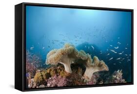 Mushroom Soft Corals (Sarcophyton), Raja Ampat, West Papua, Indonesia-Reinhard Dirscherl-Framed Stretched Canvas