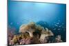 Mushroom Soft Corals (Sarcophyton), Raja Ampat, West Papua, Indonesia-Reinhard Dirscherl-Mounted Photographic Print