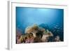 Mushroom Soft Corals (Sarcophyton), Raja Ampat, West Papua, Indonesia-Reinhard Dirscherl-Framed Photographic Print