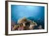 Mushroom Soft Corals (Sarcophyton), Raja Ampat, West Papua, Indonesia-Reinhard Dirscherl-Framed Photographic Print