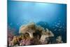 Mushroom Soft Corals (Sarcophyton), Raja Ampat, West Papua, Indonesia-Reinhard Dirscherl-Mounted Photographic Print