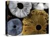 Mushroom Spores Close-Up-null-Stretched Canvas