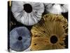 Mushroom Spores Close-Up-null-Stretched Canvas