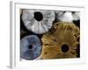 Mushroom Spores Close-Up-null-Framed Photographic Print