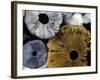 Mushroom Spores Close-Up-null-Framed Photographic Print