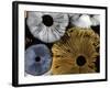 Mushroom Spores Close-Up-null-Framed Photographic Print