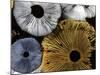 Mushroom Spores Close-Up-null-Mounted Photographic Print