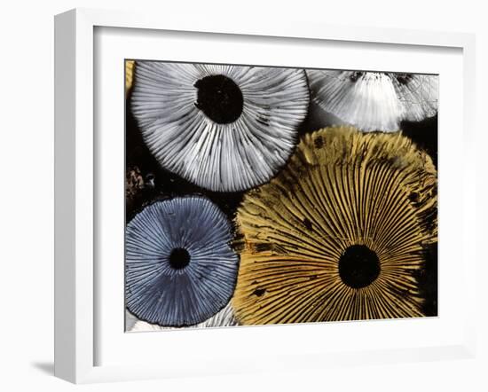 Mushroom Spores Close-Up-null-Framed Photographic Print