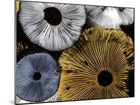 Mushroom Spores Close-Up-null-Mounted Photographic Print