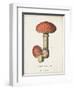Mushroom Study I-Wild Apple Portfolio-Framed Art Print