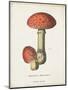 Mushroom Study I-Wild Apple Portfolio-Mounted Art Print