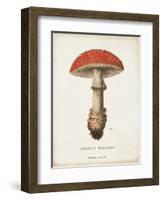 Mushroom Study II-Wild Apple Portfolio-Framed Art Print