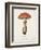 Mushroom Study II-Wild Apple Portfolio-Framed Art Print