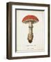 Mushroom Study II-Wild Apple Portfolio-Framed Art Print