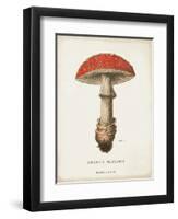 Mushroom Study II-Wild Apple Portfolio-Framed Art Print