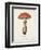 Mushroom Study II-Wild Apple Portfolio-Framed Art Print